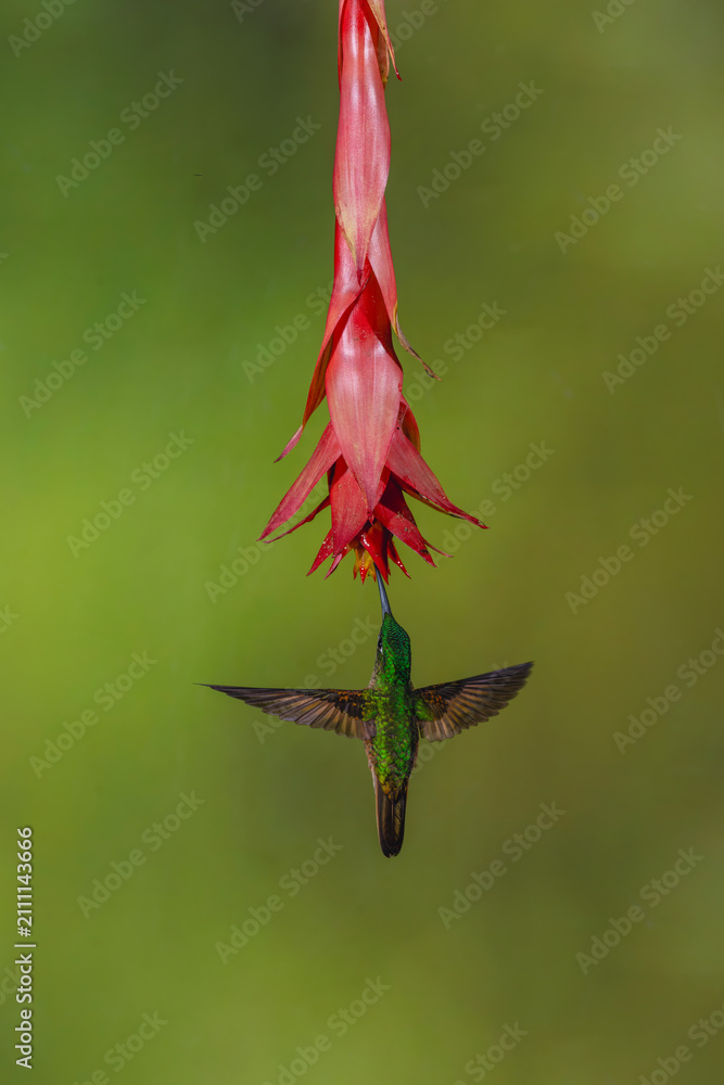 Fototapeta premium Fawn-breasted brilliant hovers drinking from red flower