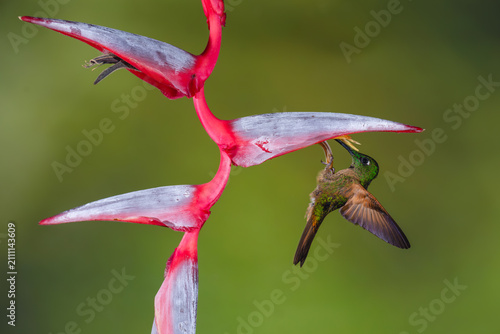 Schilderij op canvas Fawn-breasted brilliant hangs from heliconia flower drinking