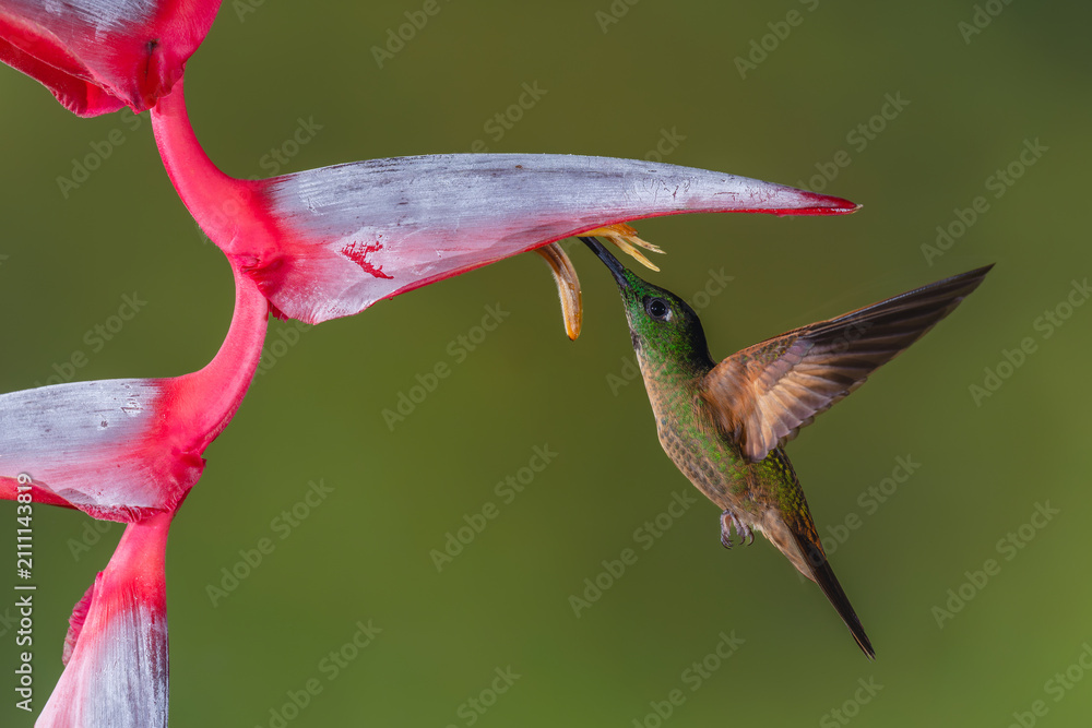 Fototapeta premium Fawn-breasted brilliant hovers feeding under heliconia flower