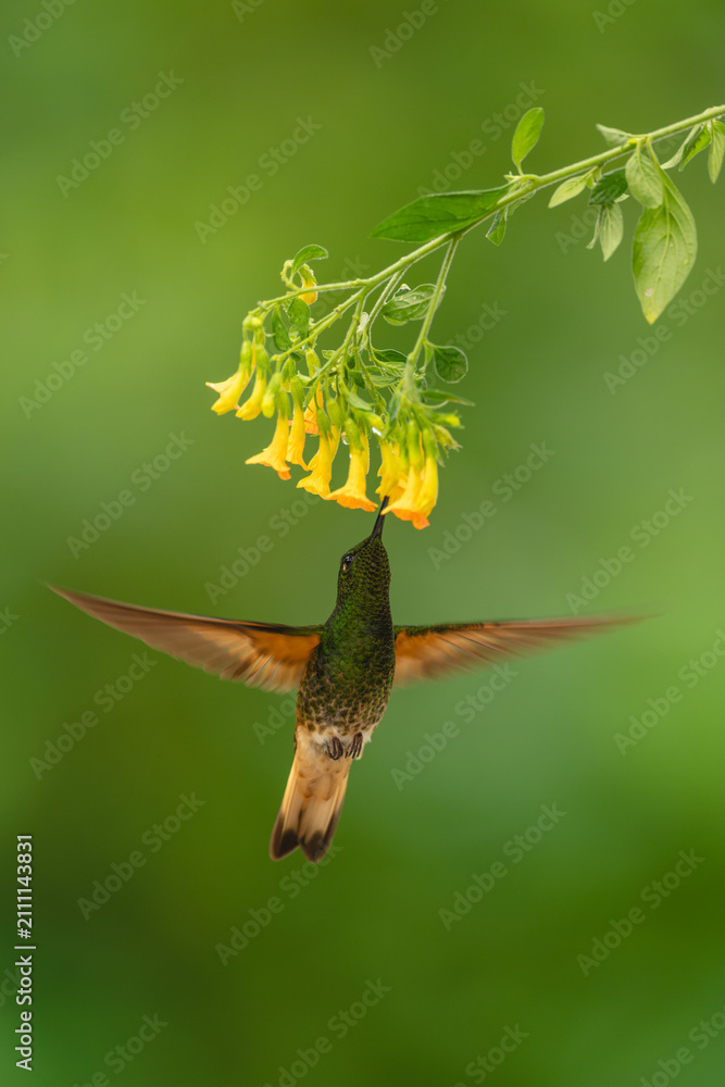 Obraz premium Fawn-breasted brilliant hovers under yellow flower drinking