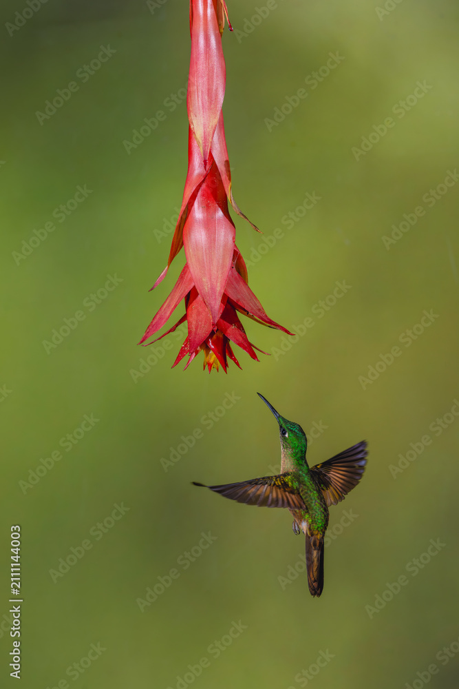 Obraz premium Fawn-breasted brilliant spreads wings under red flower