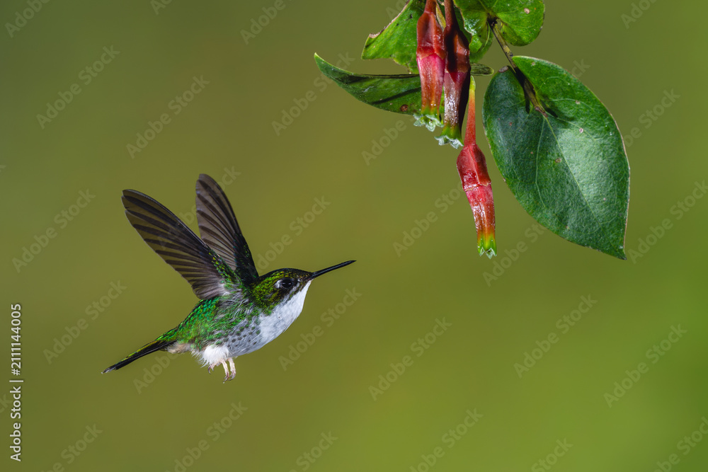 Obraz premium Female Andean emerald flies to red fuchsias
