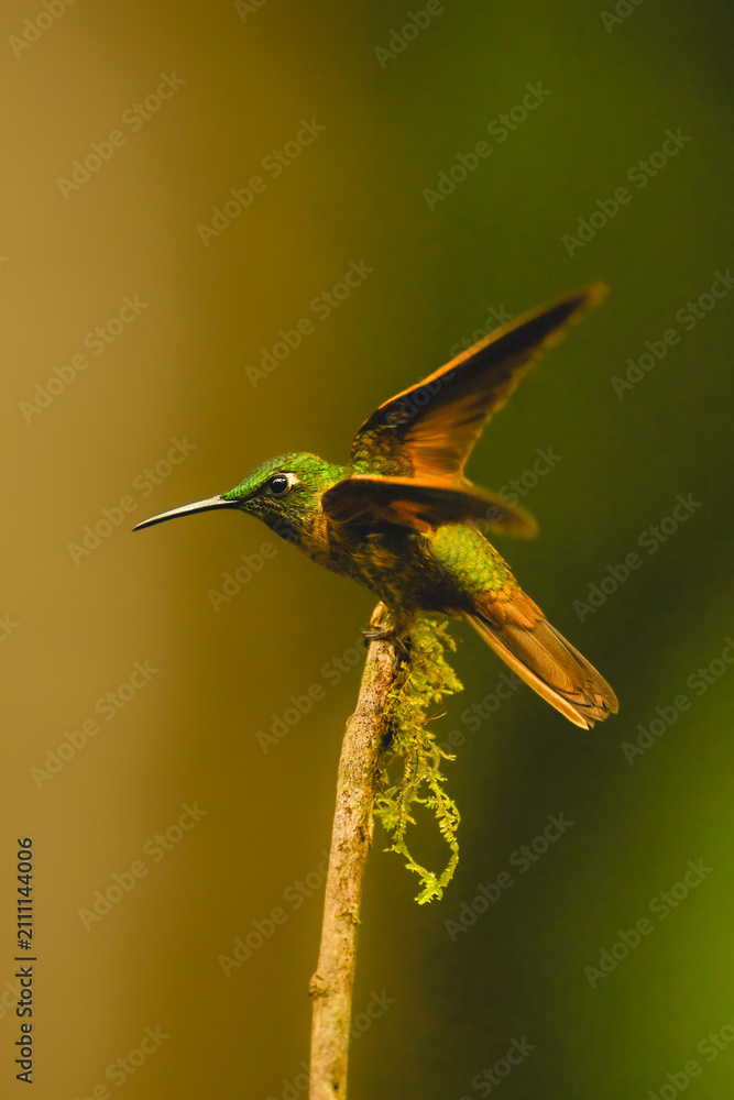 Obraz premium Fawn-breasted brilliant takes off from mossy branch