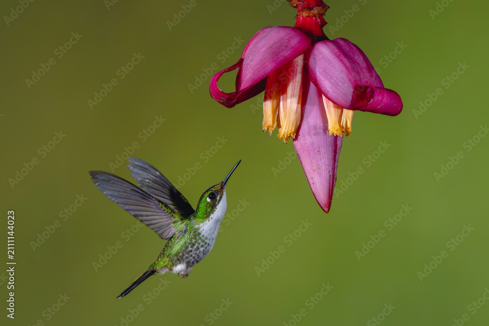 Obraz premium Female Andean emerald hovers below banana flower