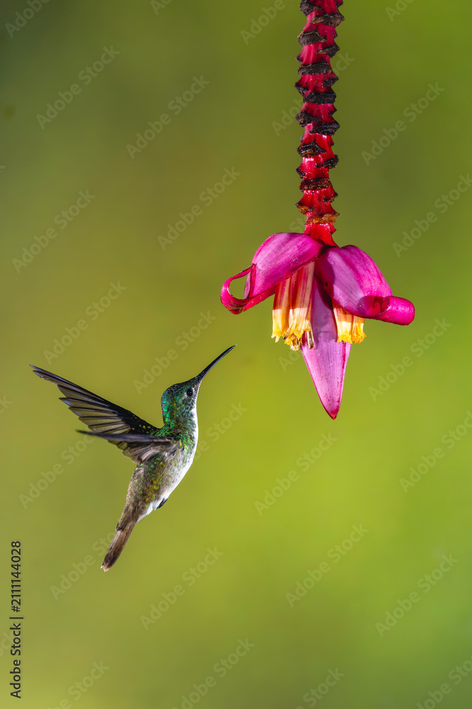 Obraz premium Female Andean emerald flies towards banana flower