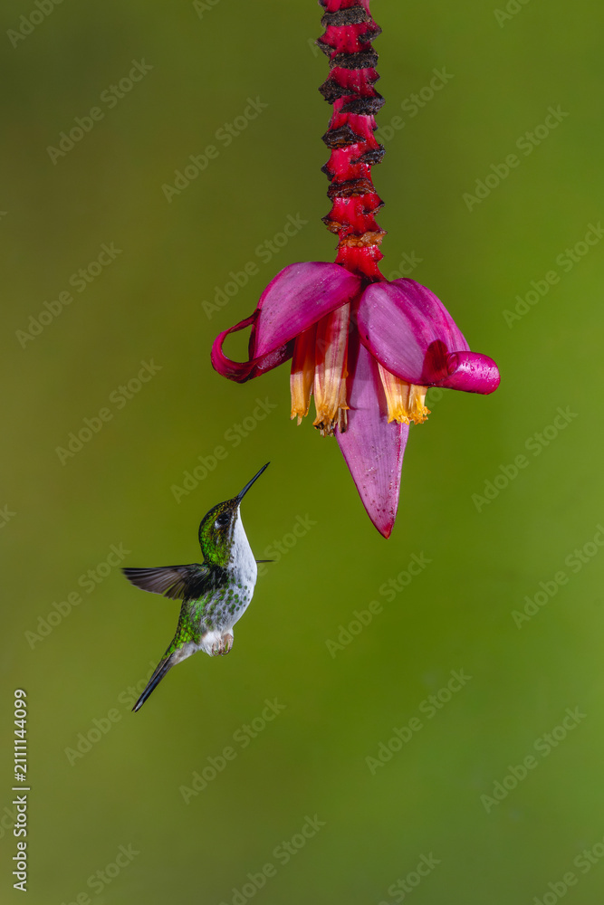 Obraz premium Female Andean emerald hovers under banana flower