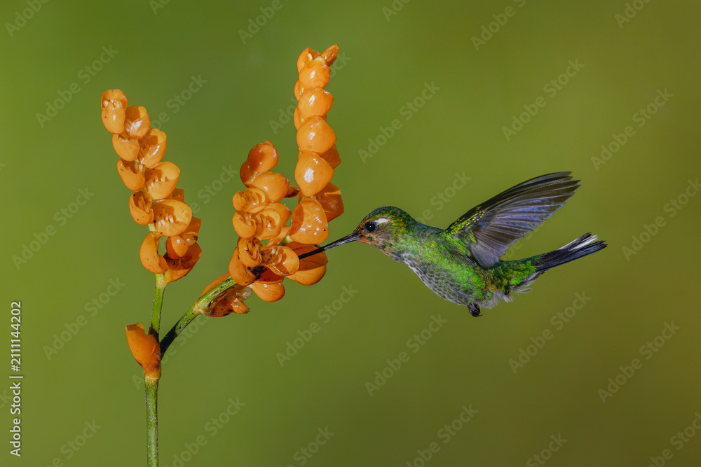 Obraz premium Female purple-bibbed whitetip drinks from orange flower