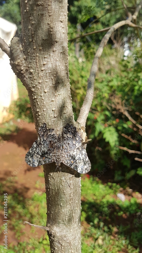 Obraz premium Camouflaged Gray Butterfly Resting on Tree Trunk in Paraguay