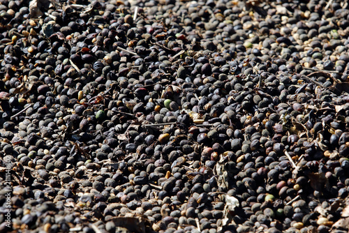 Natural coffee bean drying process in organized rows under the sun