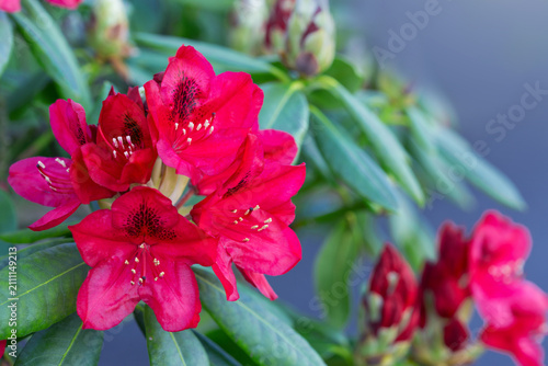 Close-up of beautiful red Azaleas flowers in springtime.