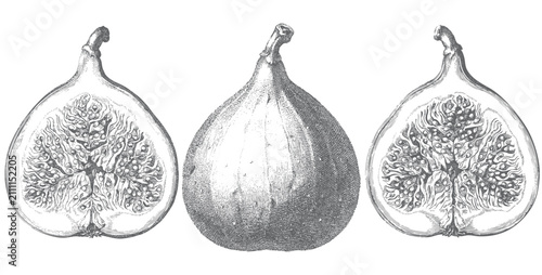 Fotografie Antique botanical engraving of common fig showing whole ripe fruit and detailed