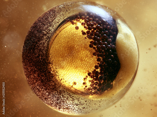 Translucent Sphere with Cellular Structure and Dark Particles in Golden Light
