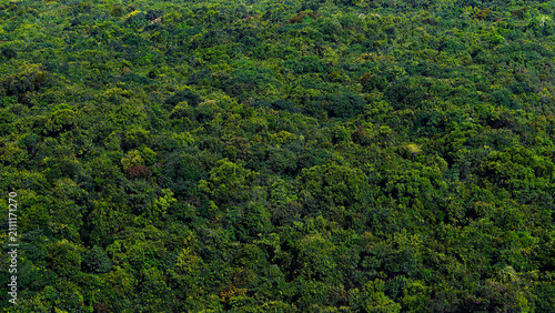 Tropic green forest aerial view