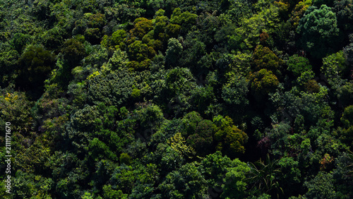 Green tropic jungle forest aerial view