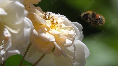  Bee bumblebee, on yellow rose Flower. Beautiful Bumblebee and Rose.
