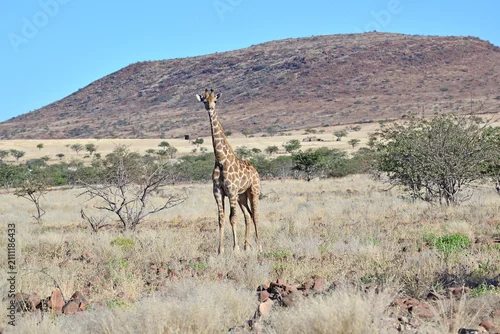 Fototapeta na wymiar Giraffe
