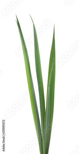 Fresh long green leaves of iris plant.