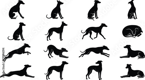 Set of black silhouettes of whippet dogs in different poses and actions