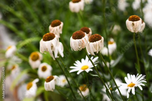 Daisy plants withered in garden. Dried daisy petals hang down from brown flower heads in autumn field. Dead chamomile stems among green leaves. Fading blossom concept in natural environment.