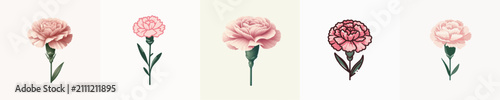 Carnation Flower Vector Illustration