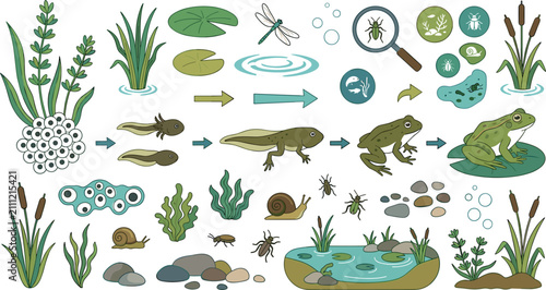 Canvastavla Frog life cycle vector illustration set showing metamorphosis stages from eggs t