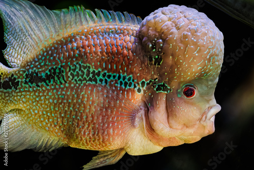Quadro su tela Flowerhorn Cichlid Fish with Large Nuchal Hump Isolated on Black Background