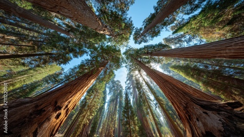 Towering Giant Sequoias Reach for Sunny Sky