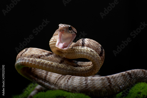 a Dog-toothed Cat Snake (Boiga cynodon) is in a pose ready to attack