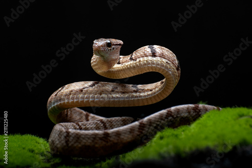 a Dog-toothed Cat Snake (Boiga cynodon) is in a pose ready to attack