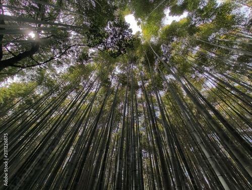 Kyoto Bamboo Grove Looking Up Through Tall Canopy