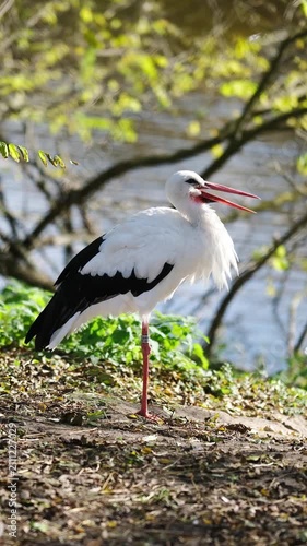 White Stork Preening Soft Feathers By The River On A Summer Day Outdoors