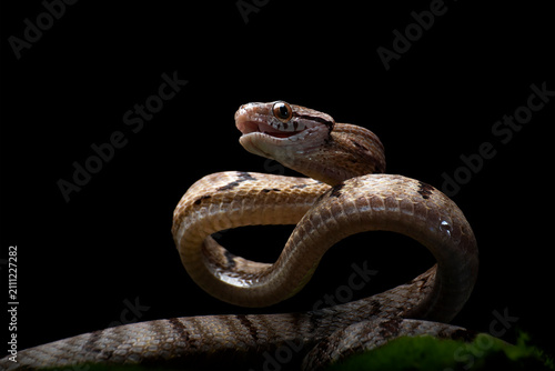 a Dog-toothed Cat Snake (Boiga cynodon) is in a pose ready to attack