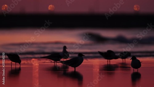 Flock Of Seagulls At Dawn On The Seaside