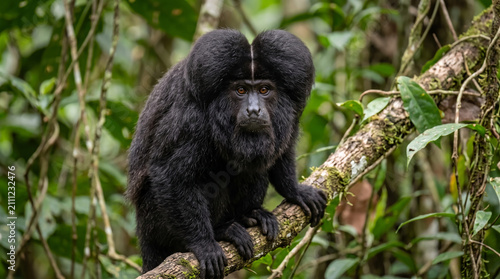 Close-up portrait of the rare Amazonian Black Bearded Saki monkey.