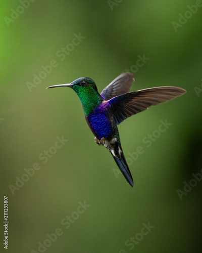 Male Crowned Woodnymph (Thalurania colombica) hummingbird hovering in mid-air in the tropical rainforest of Colombia.