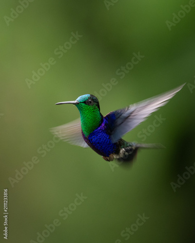 Male Crowned Woodnymph (Thalurania colombica) hummingbird hovering in mid-air in the tropical rainforest of Colombia.