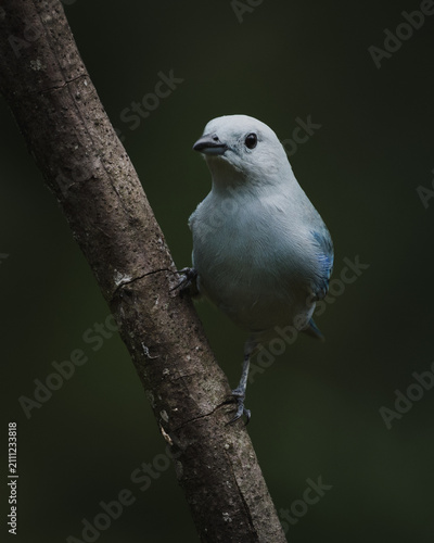Blue-grey Tanager (Thraupis episcopus) perched on a branch in the tropical rainforest of Colombia.
