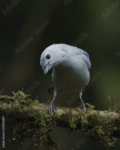 Blue-grey Tanager (Thraupis episcopus) perched on a branch in the tropical rainforest of Colombia.