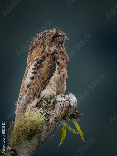 Common Potoo (Nyctibius griseus) perfectly camouflaged on a broken tree stump in the tropical forests of Colombia.