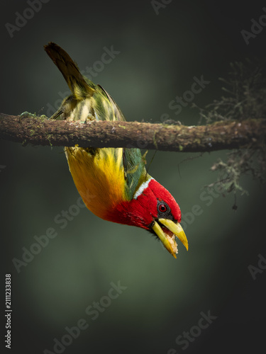 Male Red-headed Barbet (Eubucco bourcierii) hanging upside down on a mossy branch in a tropical rainforest.
