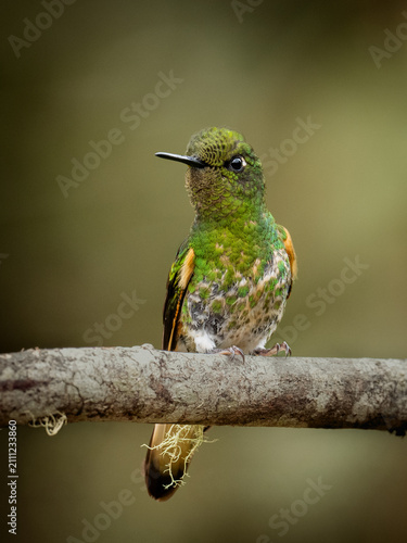 Buff-tailed Coronet (Boissonneaua flavescens) hummingbird perched on a branch in the Andean cloud forests of Colombia.