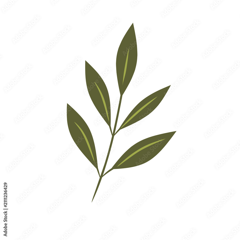 Fototapeta premium Minimalist Olive Green Leaf Branch Botanical Illustration