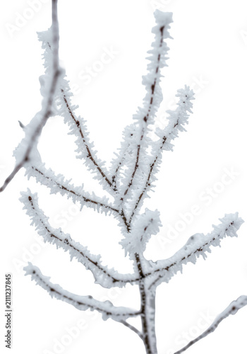 extreme macro study of thick, pristine hoarfrost covering skeletal bare branches, displaying crystalline texture on a transparent backdrop with substantial copy space. concept of pristine winter