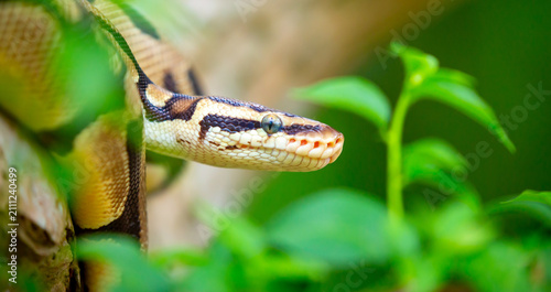 Foto A python lies on the ground and on rocks in the wild
