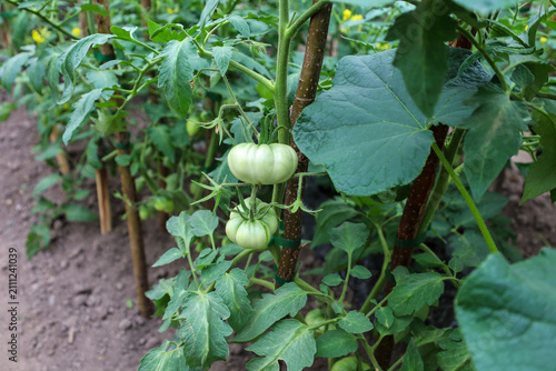 Принти на полотні Two large green tomatoes of characteristic ribbed shape ripen on a tied-up bush among lush foliage