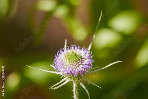 Konstfotografi The flower of a plant (Dipsacus fullonum)