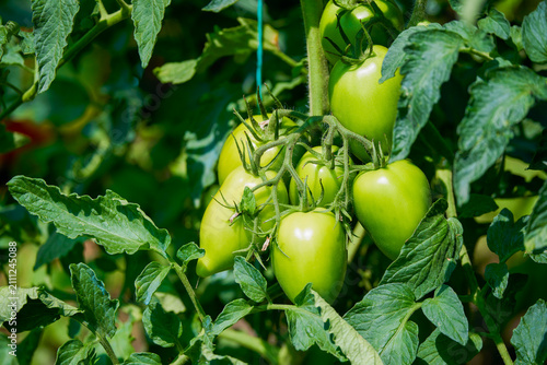 Green, unripe tomatoes hanging in clusters on the plant in the country garden.