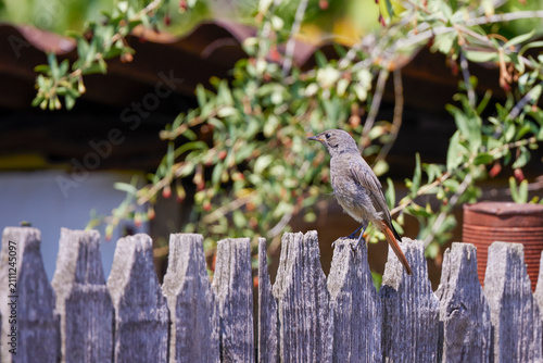 a bird of the species (Phoenicurus ochruros), a small and migratory species. The species is easily recognized by its red-brick tail that it moves restlessly.