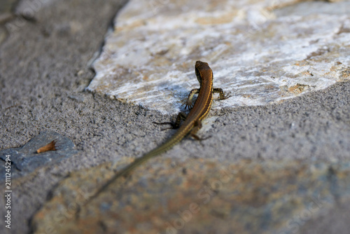 a wall lizard (Podarcis muralis), an agile species that prefers stony or rocky habitats.