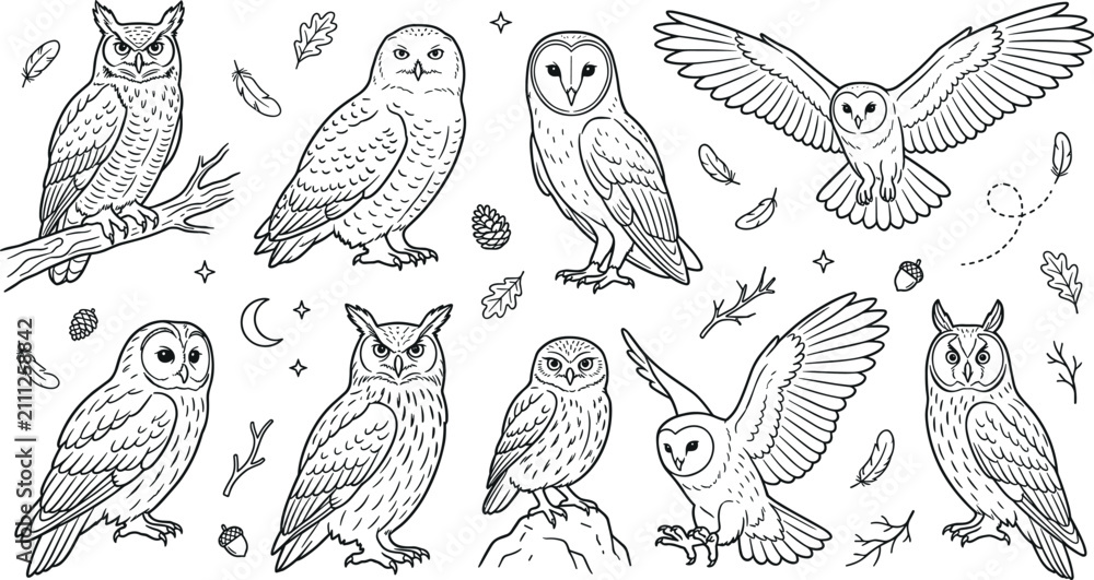 Obraz premium Set of cute owls, feathers, and forest elements